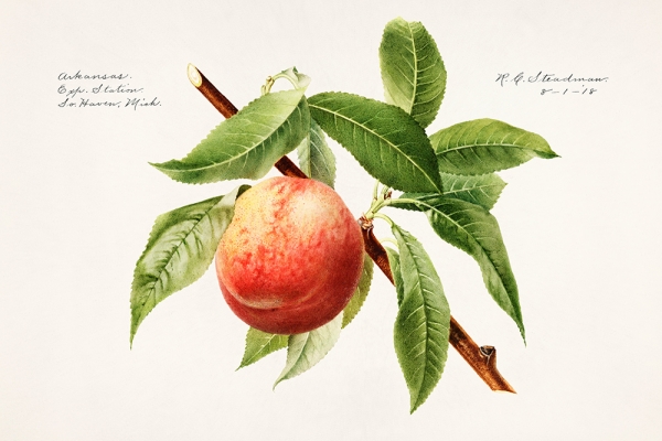 Royal Charles Steadman - Peach Bough 